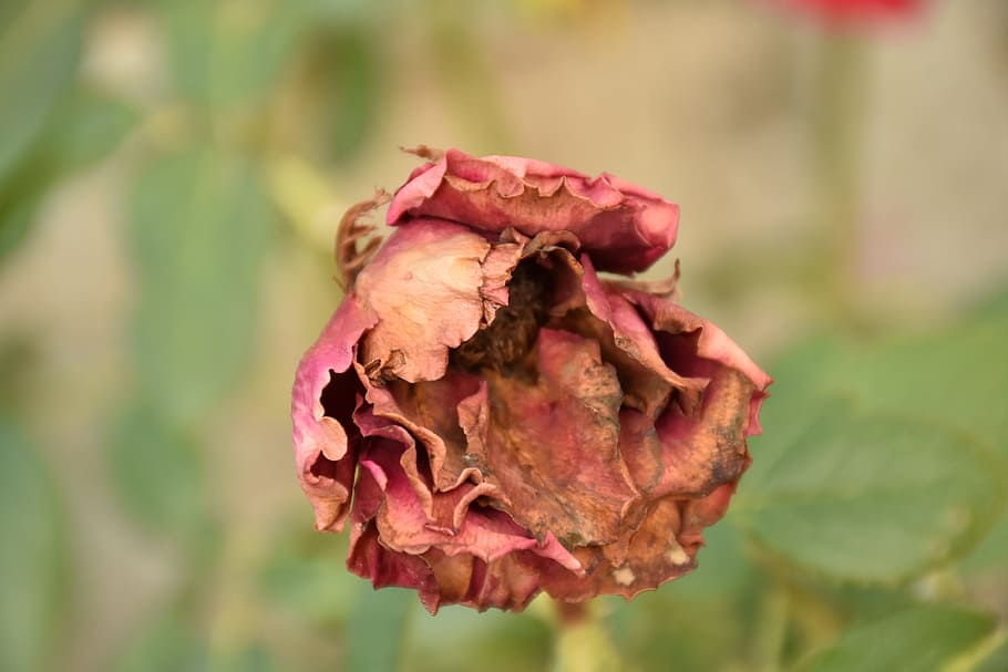 Dry, Photo, rose, nature, rose - Flower, plant, leaf, close-up HD wallpaper