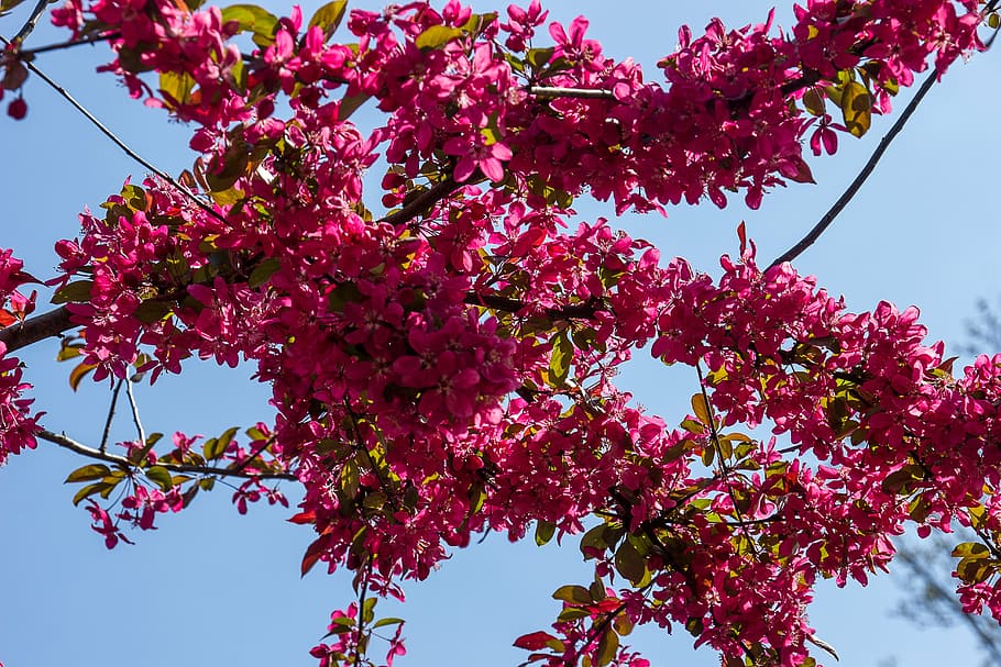 blossom, bloom, blue sky, spring, branches, tree, pink blossoms HD wallpaper