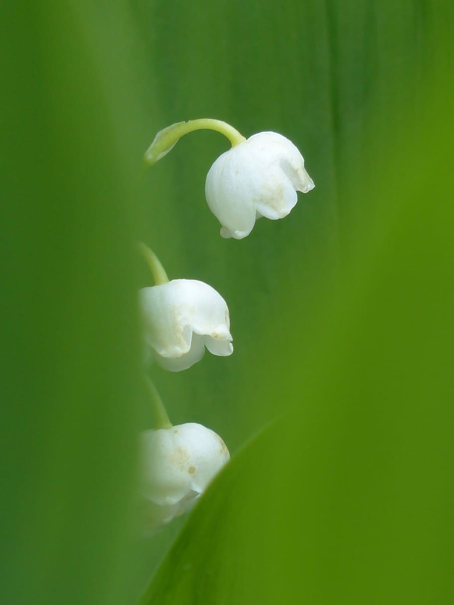 focus photography of white flowers, lily of the valley, blossom, HD wallpaper
