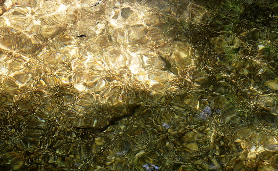 water, frog, creature, lake, tadpole, nature, wave, stone reflection HD wallpaper