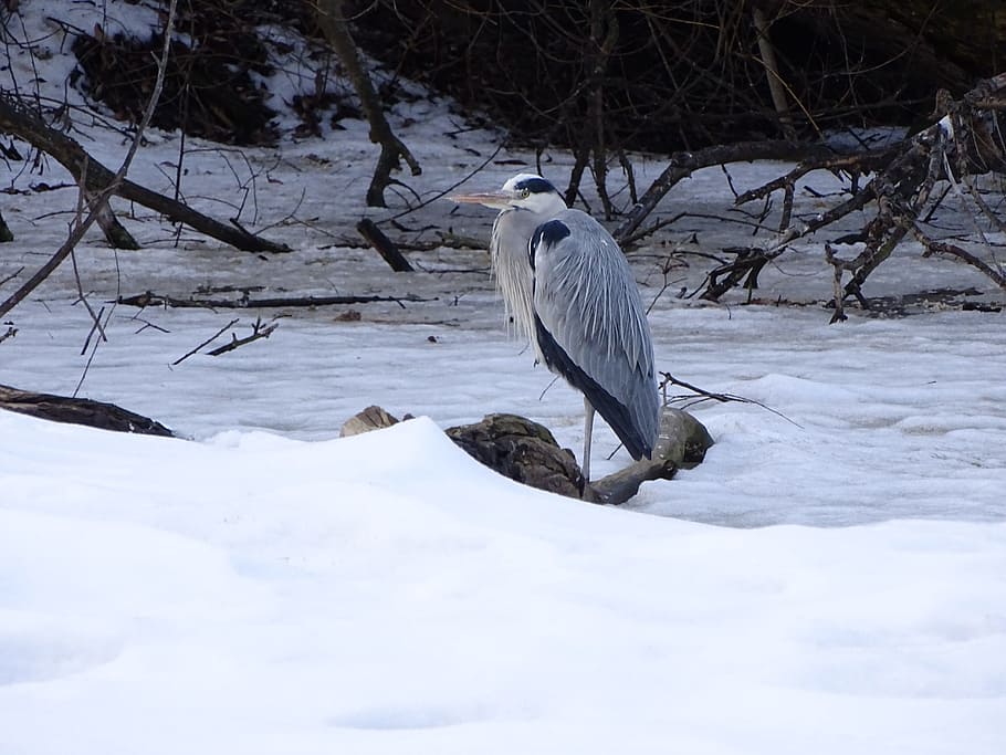 heron, bird, sitting, beak, nature, feather, wings, lurking HD wallpaper