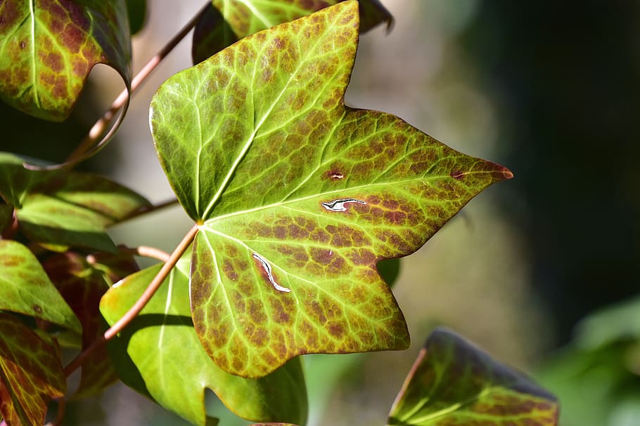 leaf, nature, plant, tree, plant part, green color, close-up HD wallpaper