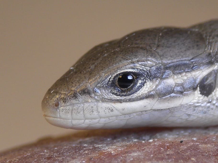 Lizard, Insect, Macro, reptile, animal, nature, wildlife, animal Scale HD wallpaper