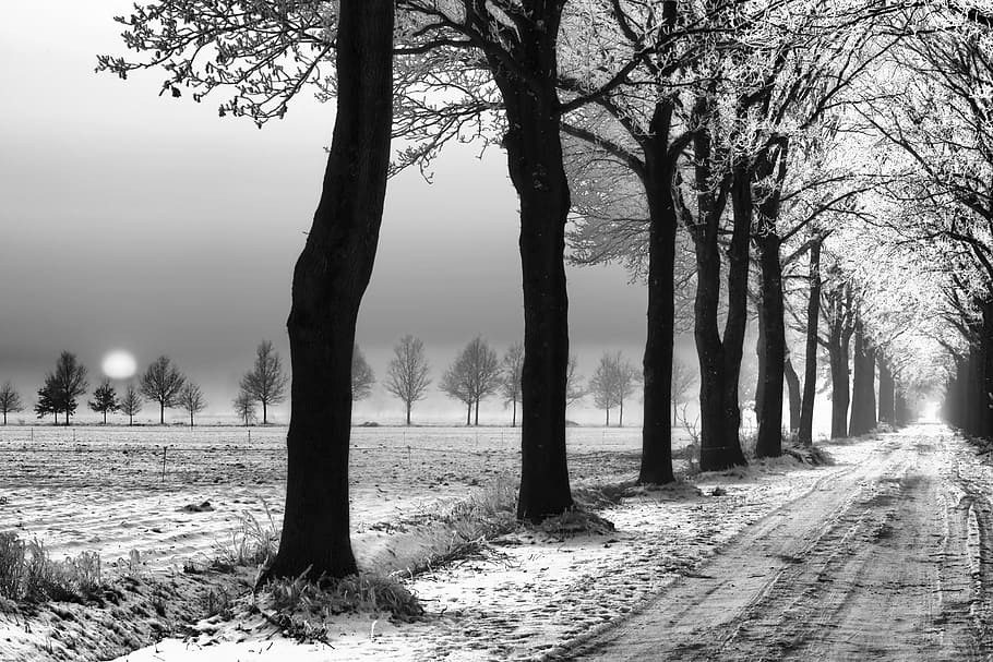 snow, landscape, park, trees, plant, tranquility, trunk, tree trunk HD wallpaper