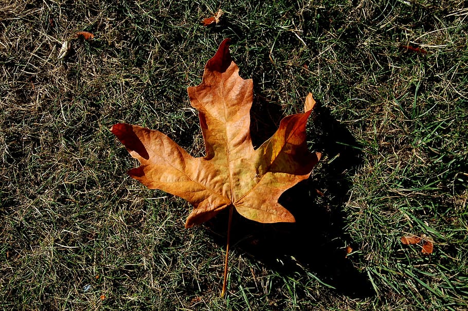 Leaf, Fall, Season, Leaves, fall season, fall leaves, autumn HD wallpaper