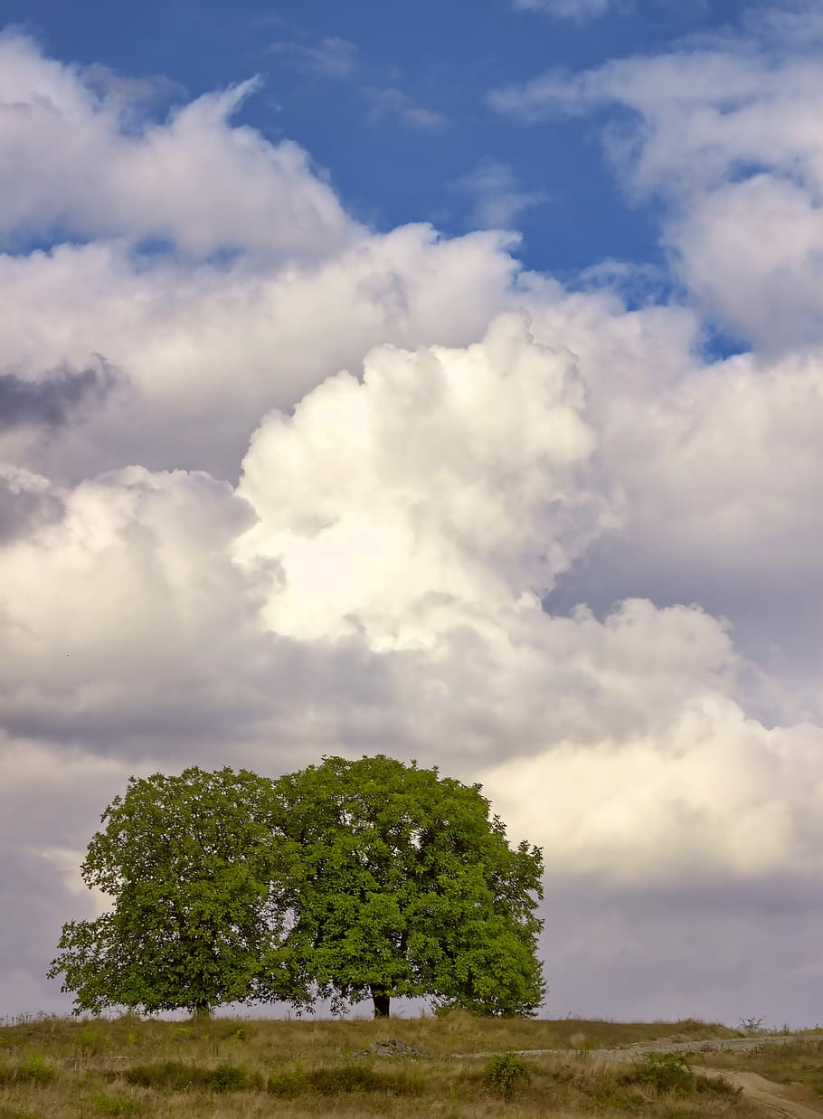 Nature, Tree, Clouds, Natural, Landscape, outdoor, beautiful landscape HD wallpaper