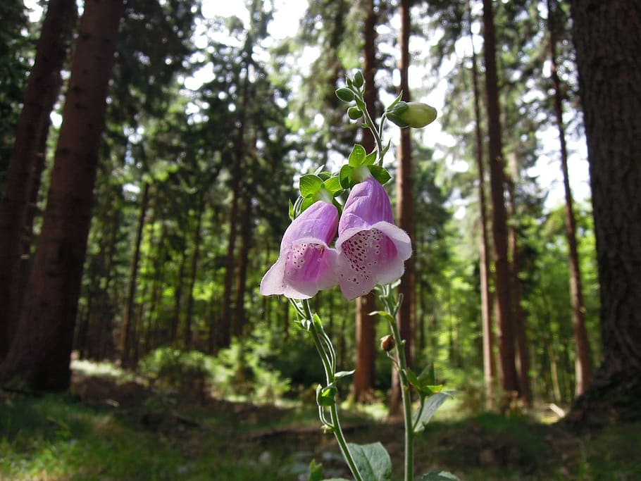 forest, plant, thimble, pink, digitalis purpurea, common foxglove HD wallpaper