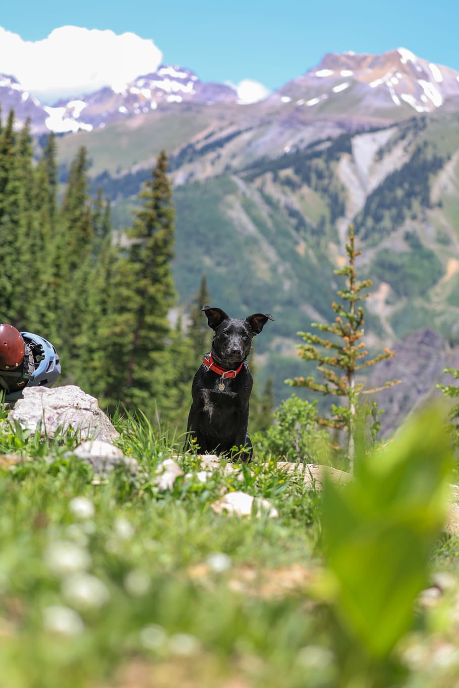 shallow focus photography of short-coated black dog sitting, black dog sitting on grass field with mountain view during daytime HD wallpaper