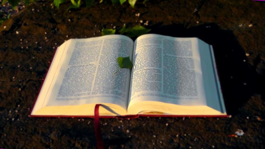 opened book with green leaf, bible, holy, christianity, god's words