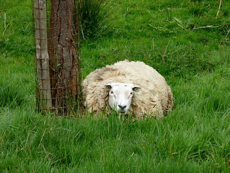 sheep, animal, pasture, grass, plant, animal themes, mammal HD wallpaper