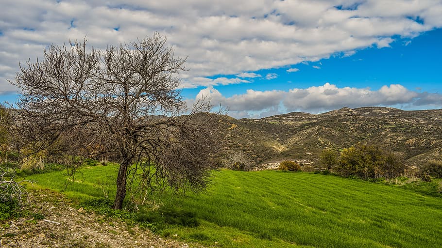 nature, landscape, tree, panoramic, grass, field, countryside HD wallpaper