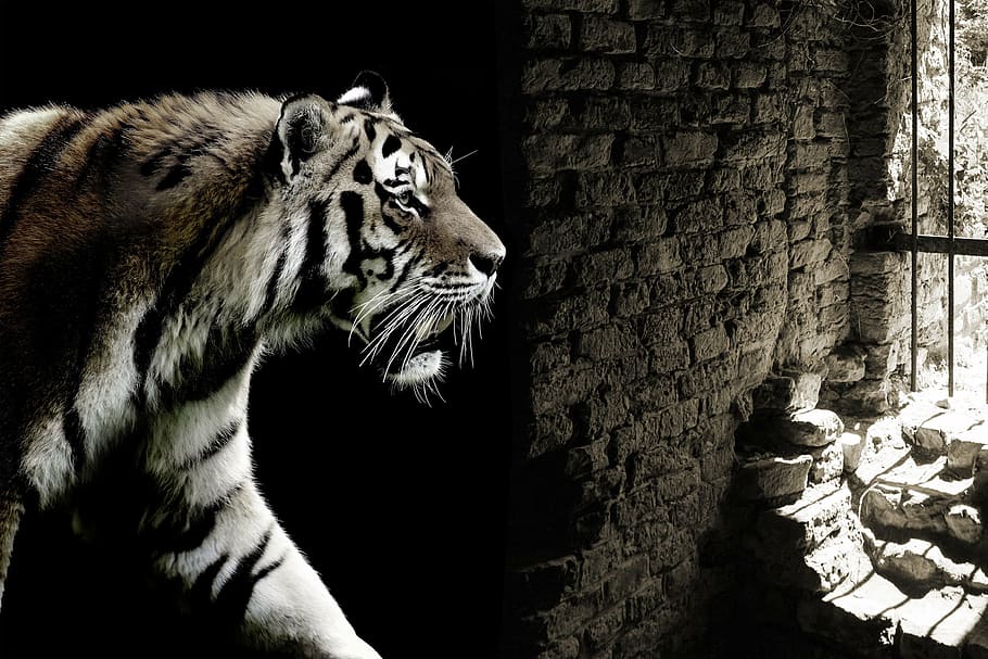 tiger inside cave, cat, caught, cage, dungeon, prison, dom, captivity