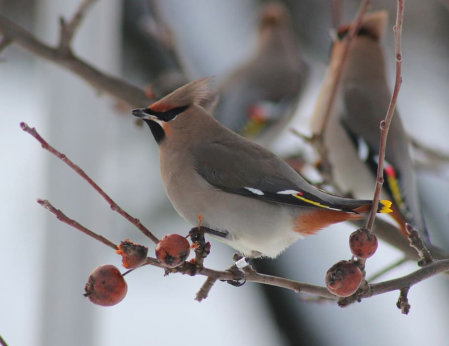 bohemian waxwing, bird, tree, branch, perched, sky, clouds
