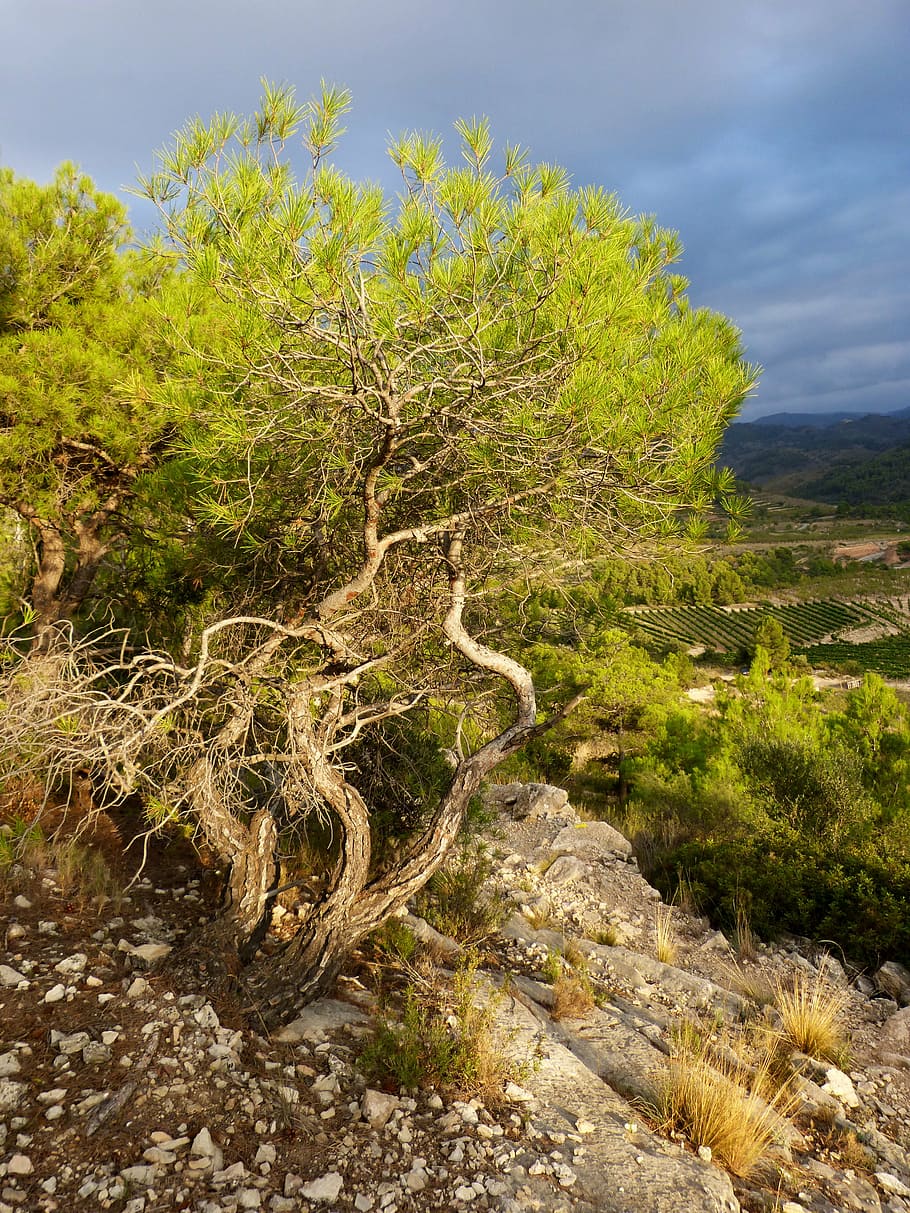 pine, rock, dramatic, sunset, sky, storm, plant, tree, beauty in nature HD wallpaper