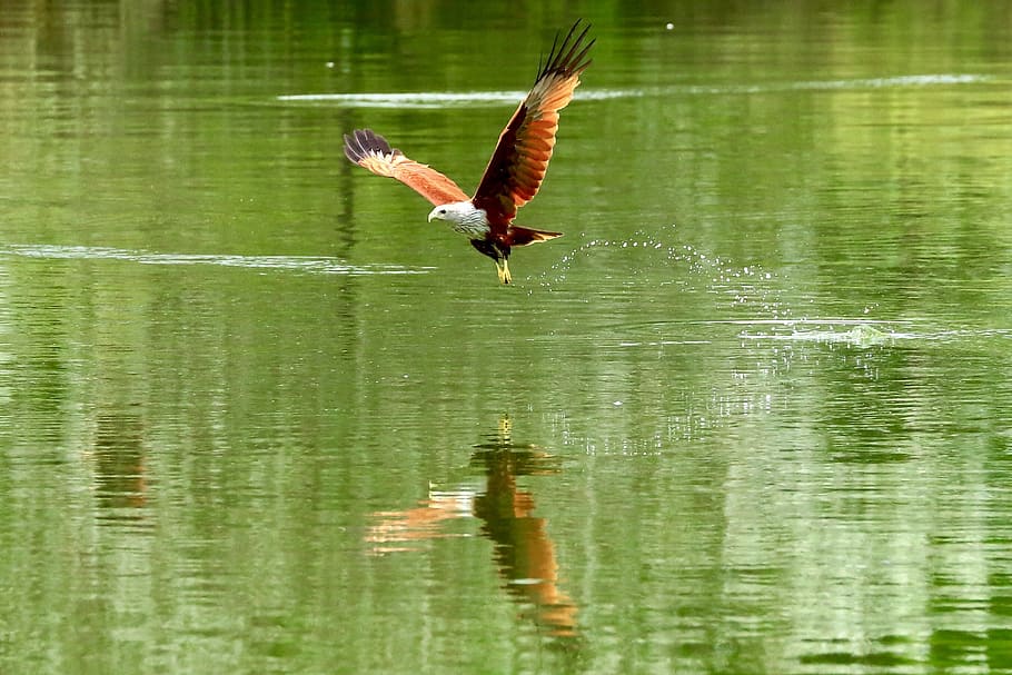 white and brown eagle flying on river, red hawk, bird, hawk in flight HD wallpaper