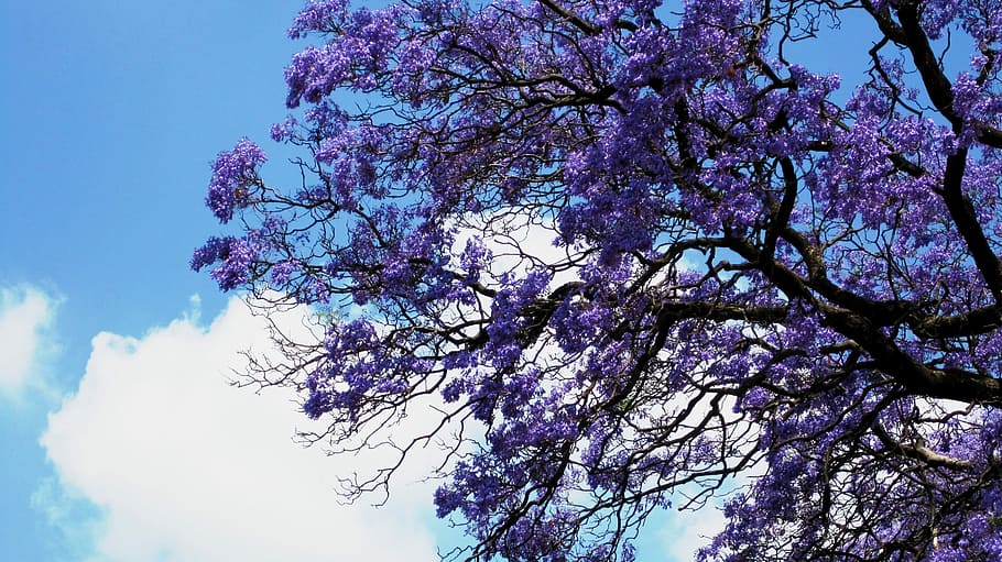 Flowers, Jakaranda, Purple, Clusters, trumpet shaped, winding branches, HD wallpaper