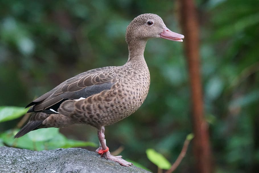 shallow focus photography of duck, bernie pension, female, rarely, HD wallpaper