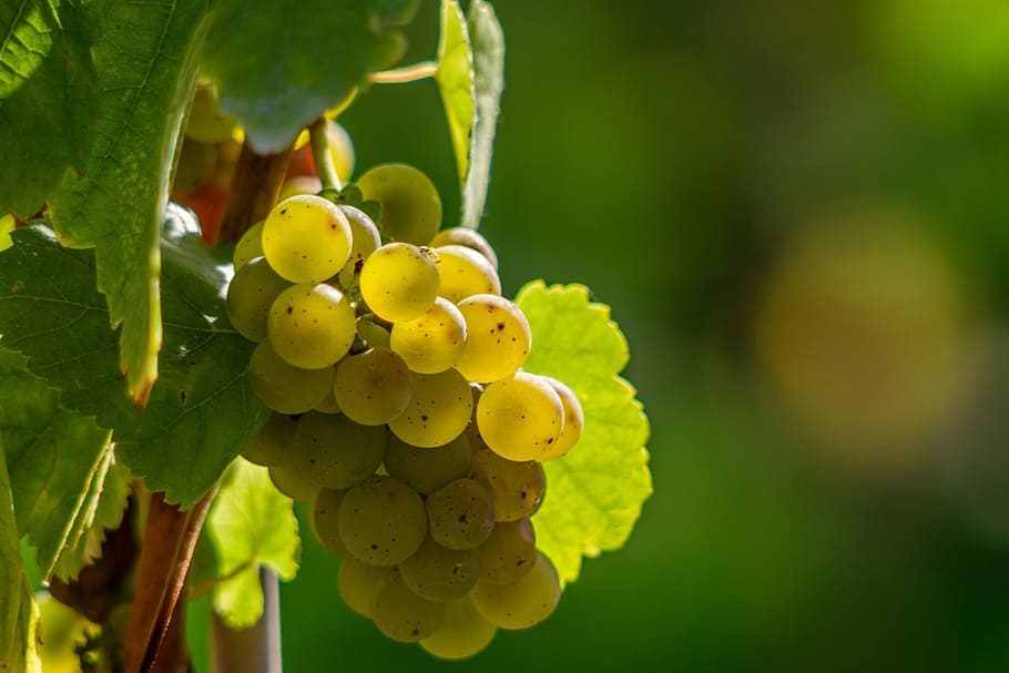 selective focus photo of green grapes, wine berries, yellow, white wine, HD wallpaper