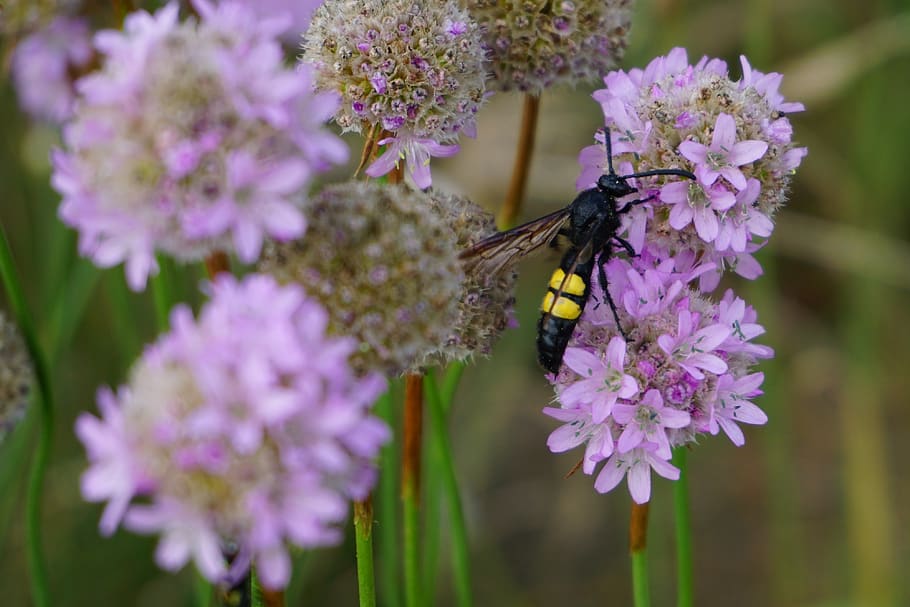 dagger wasp, insect, close up, flowering plant, animal themes HD wallpaper