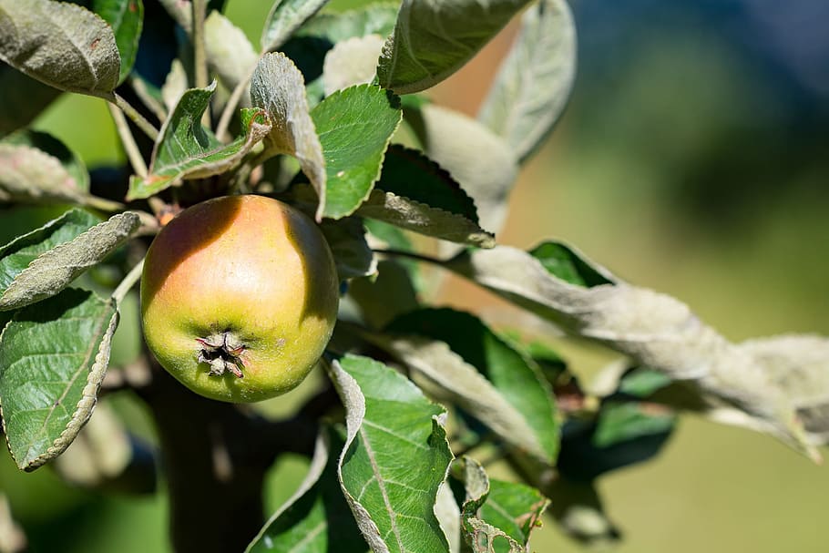 apple, bio, bio apple, garden, in the garden, vegetable garden HD wallpaper