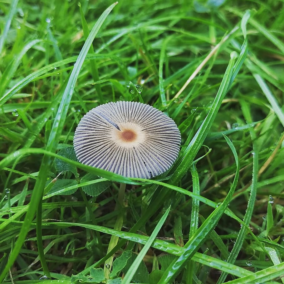 grass, dew, mushroom, plant, growth, field, green color, land HD wallpaper