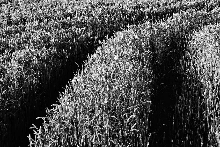 field, grass, crops, rice, plantation, black and white, growth HD wallpaper