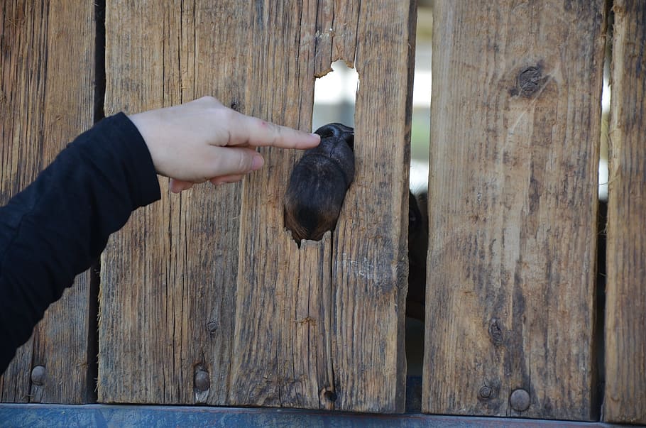 goat, finger, fun, farm, wood - material, human hand, one person HD wallpaper