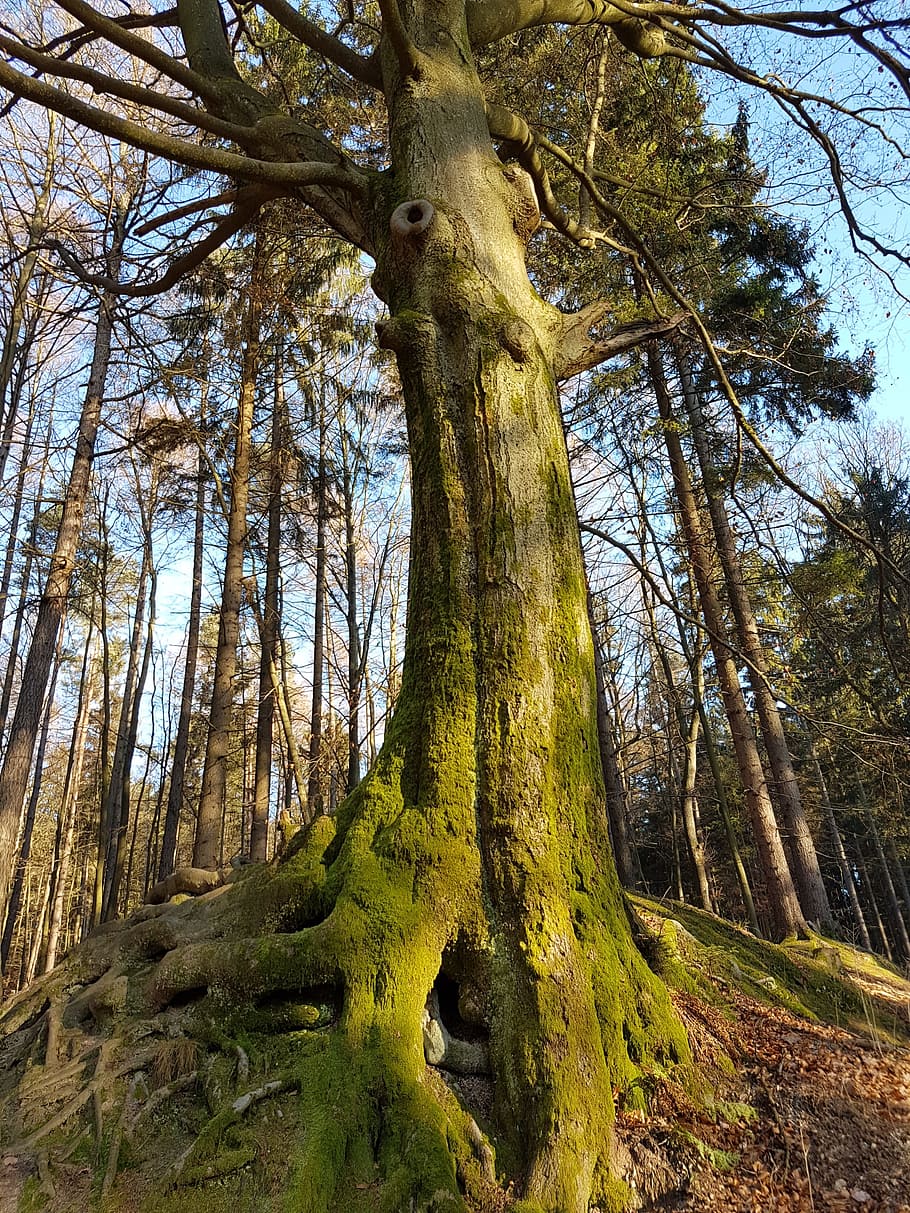 Force, Tree, Forest, Root, nature, woodland, outdoors, landscape HD wallpaper