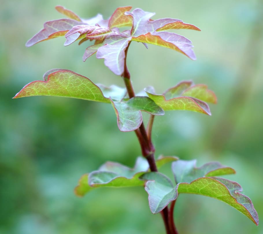 Field Maple, Bush, Tree, Shrubs, Garden, plant, nature, growth HD wallpaper