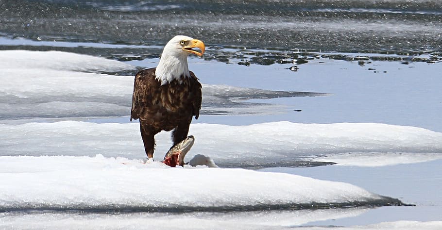eagle stepping on animal on snow-covered ground, bald eagle HD wallpaper