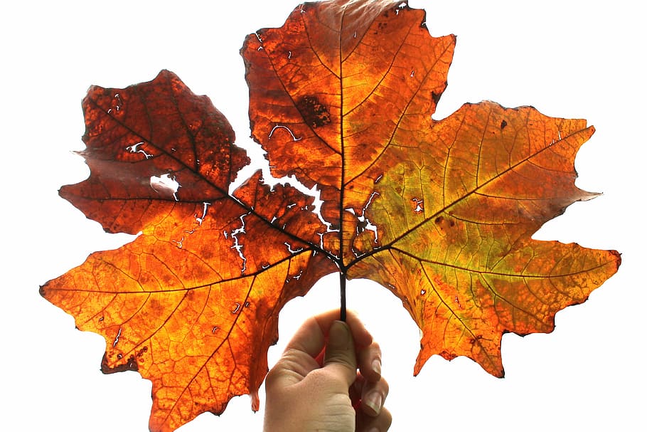 leaf, autumn, white, hand, orange, nature, yellow, season, plant part HD wallpaper