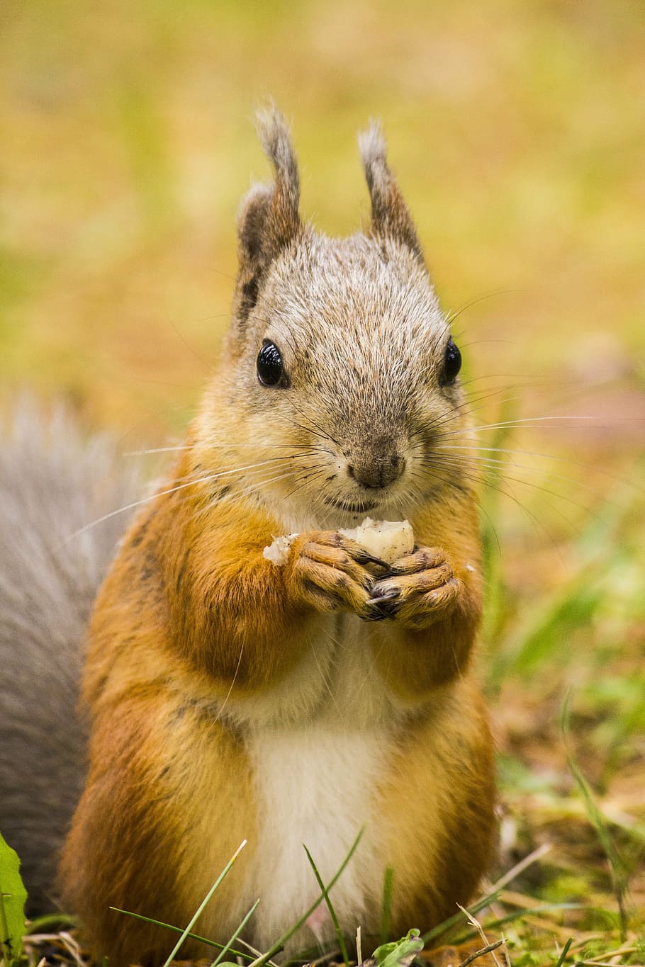 close-up photography of squirrel, animals, cute, one animal HD wallpaper