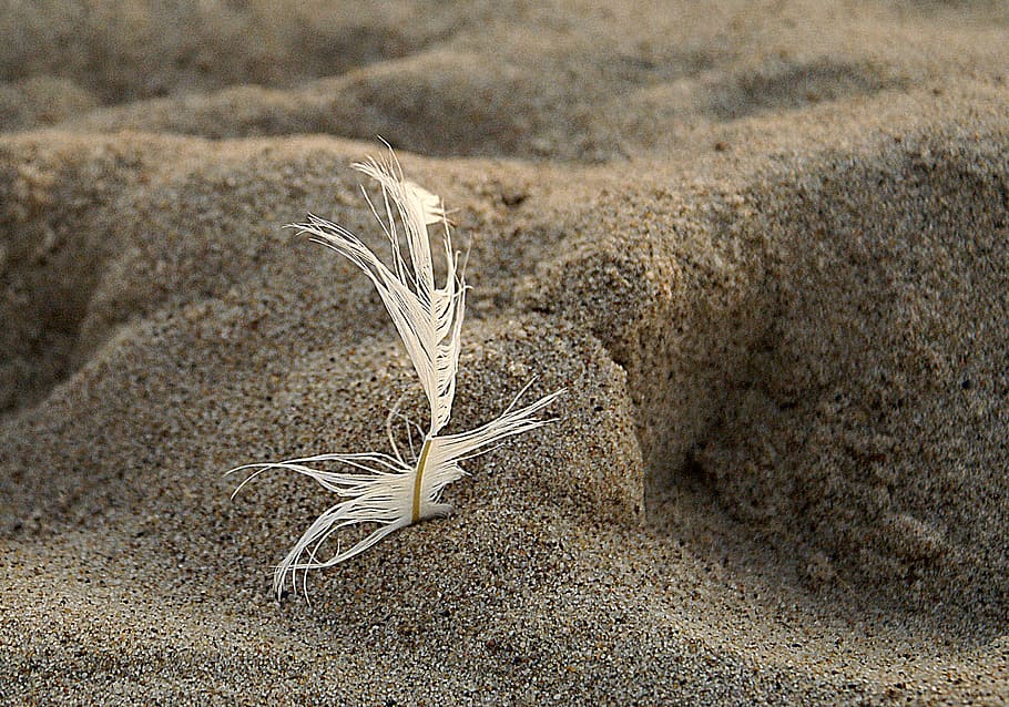 a feather, pen, sand, beach, traces, invoice, grains of sand HD wallpaper