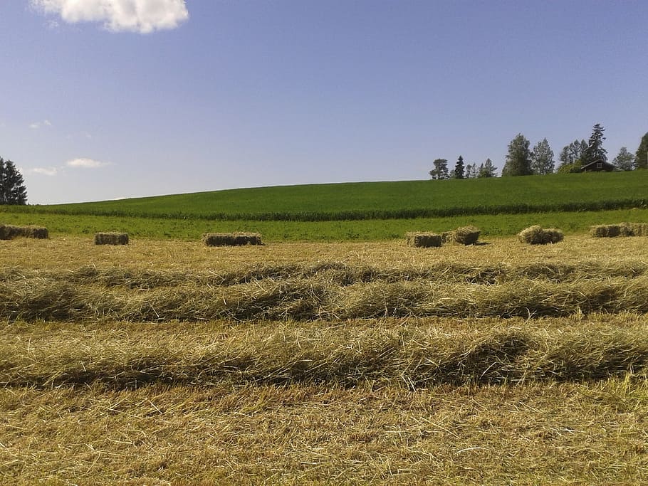 hay, field, landscape, plant, sky, environment, bale, tranquil scene HD wallpaper