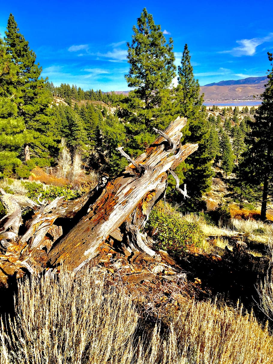 Brown Tree Log Near Pine Tree, blue sky, clouds, daylight, environment HD wallpaper