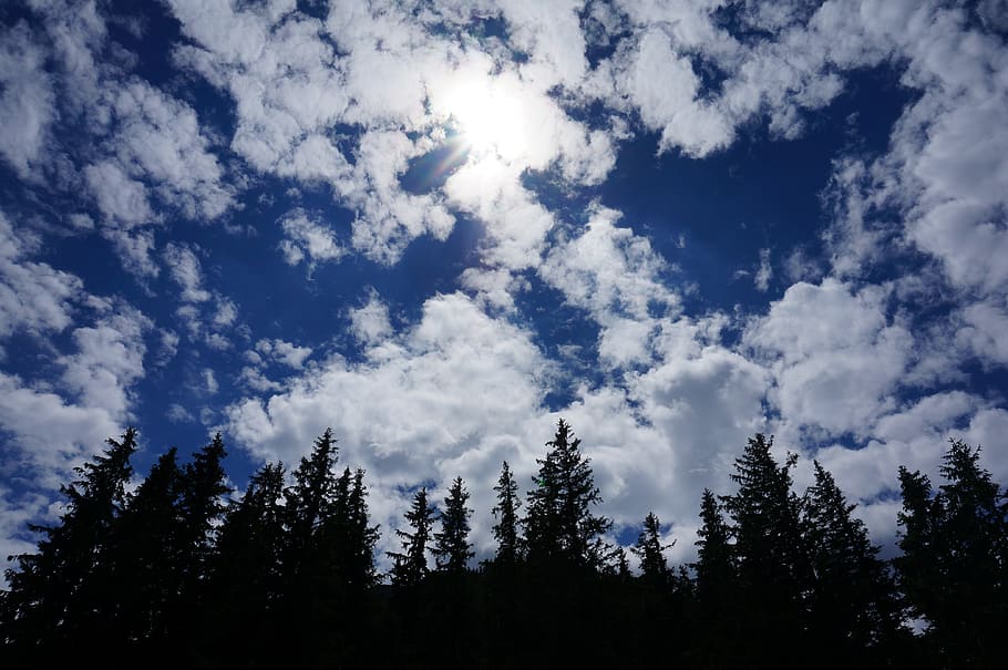 clouds, sky, tree, nature, plant, beauty in nature, tranquility HD wallpaper