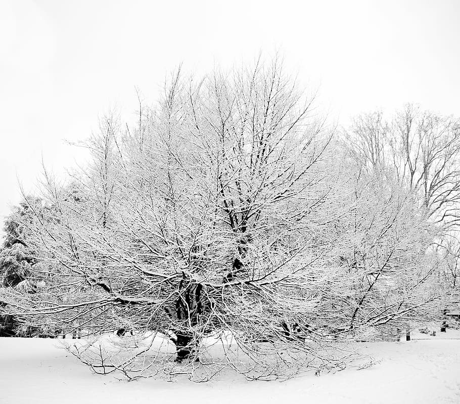 Snow, Tree, Italy, Torino, Turin, Winter, cold temperature, HD wallpaper