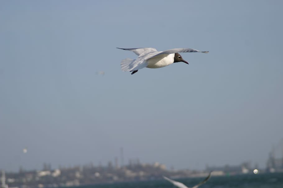 Seaside, Birds, Sunrice, Sky, Blue, clouds, blue sky, summer HD wallpaper