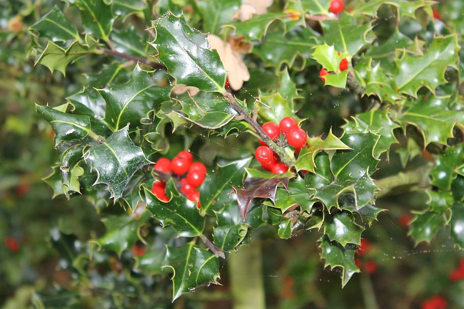 ilex, holly, periwinkle, food and drink, fruit, leaf, growth HD wallpaper