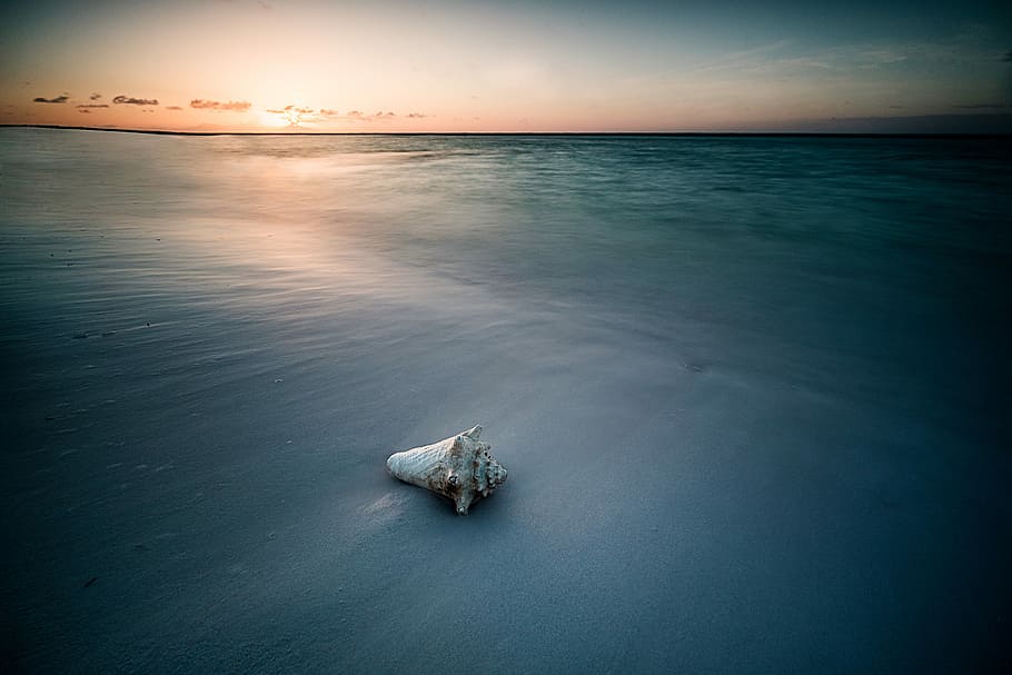 seashell on seashore, shell at seashore, sand, water, ocean, sunrise HD wallpaper