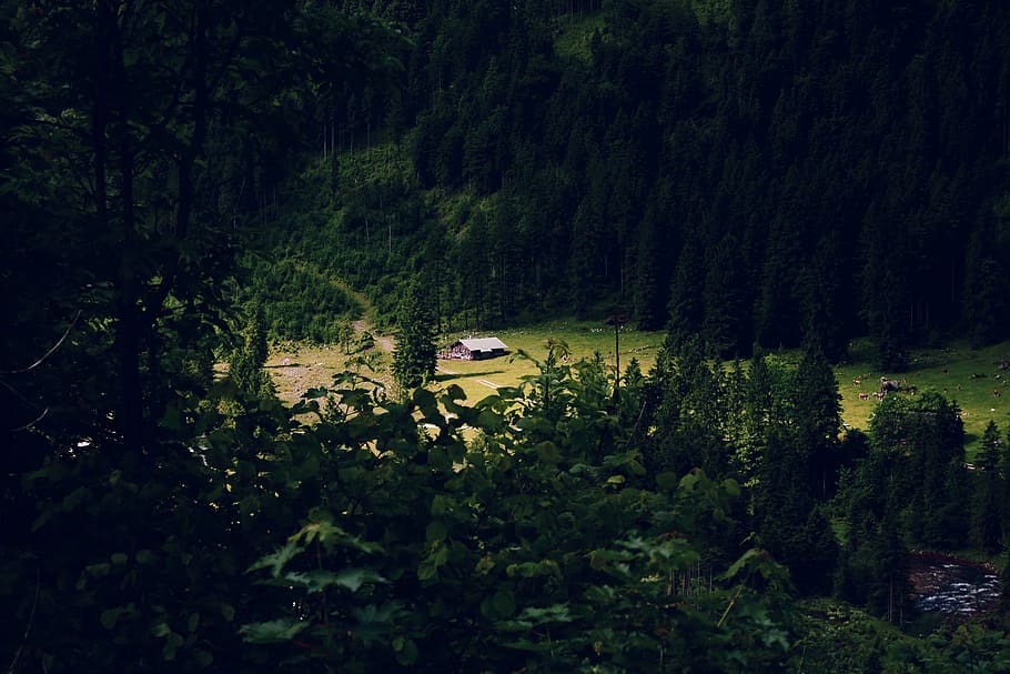 Home, Forest, Lonely, Animals, Nature, gloomy, outdoors, tree HD wallpaper