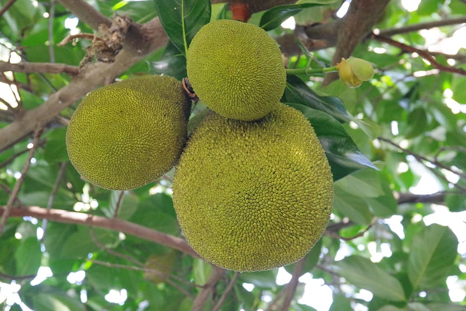 tree, fruit, food, branch, nature, hanging, tropical, flora HD wallpaper