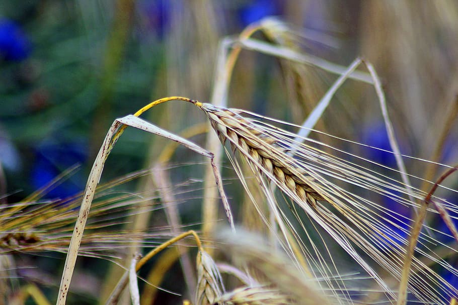 grain, cereals, nature, ear, plant, cereal plant, crop, agriculture HD wallpaper