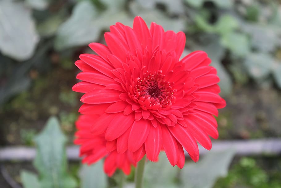 flower, nature, flora, summer, petal, garden, flowering plant HD wallpaper