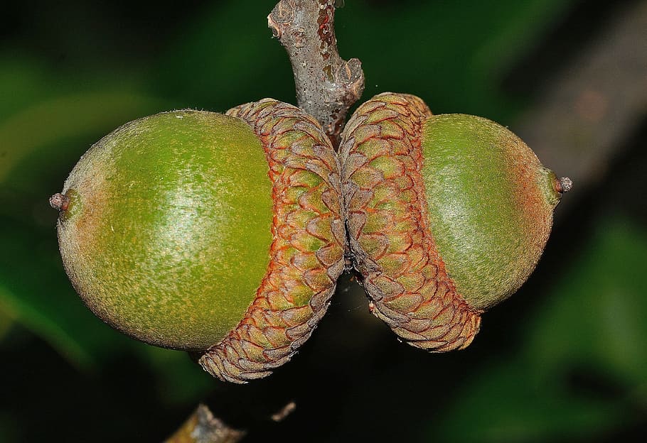Nature, Quercus, Oak, Fruit, green, food and drink, close-up HD wallpaper