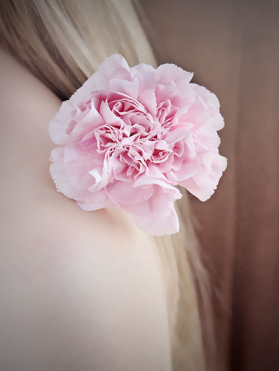 Hd Wallpaper Close Up Photography Of Pink Carnation Flower Carnation Pink Wallpaper Flare