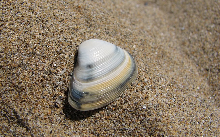 Seashell, Sea Shell, Marine, ocean, tropical, sand, texture HD wallpaper