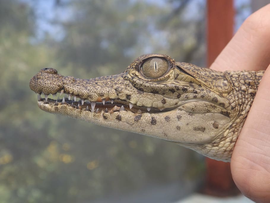 crocodile, cub, mexico, human hand, human body part, reptile HD wallpaper