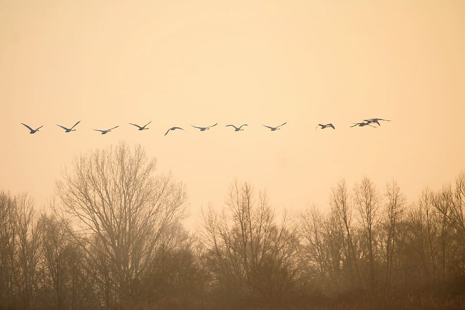 birds, swans, fly, landscape, twilight, sunrise, canopy, silhuette HD wallpaper