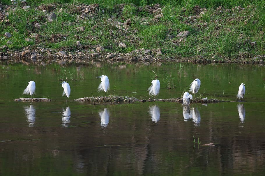 photography of flock of birds on body of water, hern, streams HD wallpaper